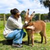 miniature donkeys for sale​