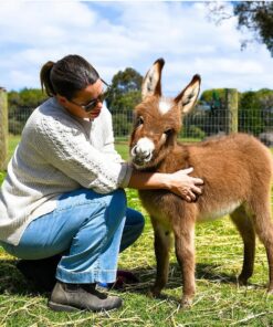 miniature donkeys for sale​