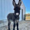 miniature donkeys