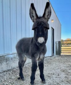 miniature donkeys