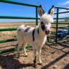mini donkey for sale​
