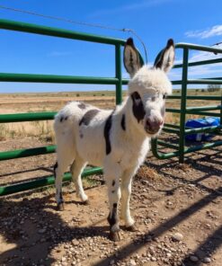 mini donkey for sale​