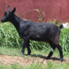 mini goat breeds