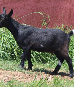 mini goat breeds