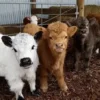 mini highland cow weight​