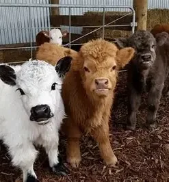 mini highland cow weight​