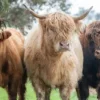 mini highland cows