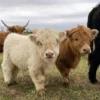 are miniature highland cows real