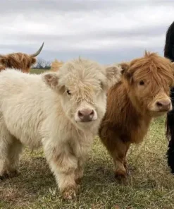 are miniature highland cows real