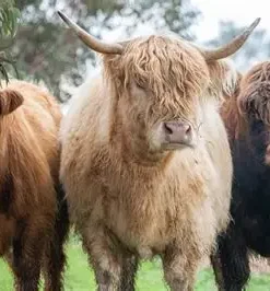 mini highland cows