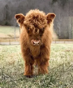 a miniature highland cow​