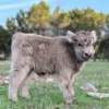 cute miniature highland cows​