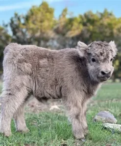 cute miniature highland cows​