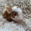 mini miniature pigs​