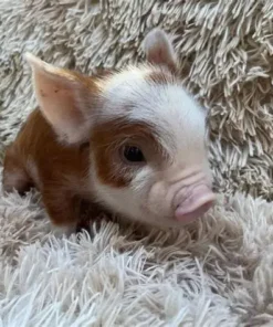 mini miniature pigs​