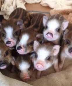 mini pig adopt me​