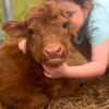 highland cows miniature​