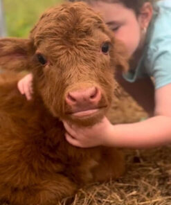 highland cows miniature​