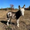 miniature donkey​