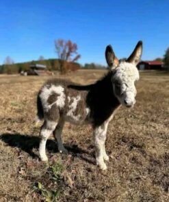 miniature donkey​