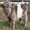 mini black highland cow
