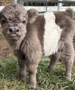 mini black highland cow