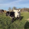 mini highlands cows​