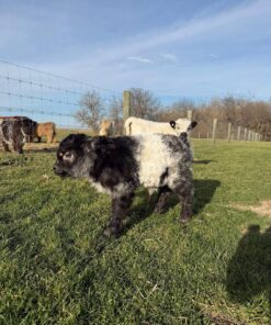 mini highlands cows​