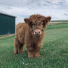 highland miniature cows​