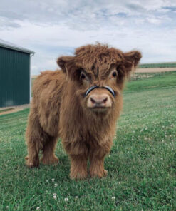 highland miniature cows​