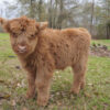 miniature highland cow for sale​