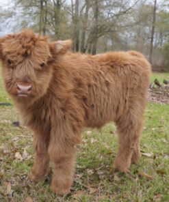 miniature highland cow for sale​