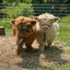 miniature highland cows for sale
