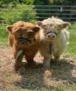 miniature highland cows for sale