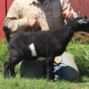 mini pygmy goats​