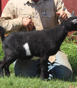 mini pygmy goats​