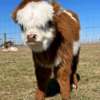 highland cow price mini​