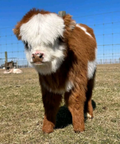 highland cow price mini​