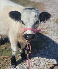 mini fluffy highland cows​