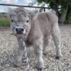 miniature scottish highland cow