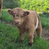 miniature cows highland