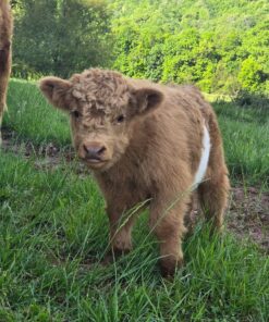 miniature cows highland