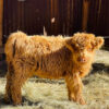 Teacup miniature highland cow