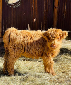 Teacup miniature highland cow