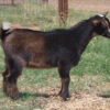 african mini goat