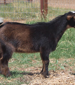 african mini goat