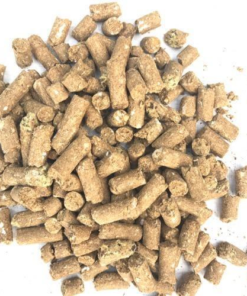 🌽 Grain & Pelleted Feed for Mini Highland Cows – Balanced Nutrition in Every Bite! 🐮 - Mini Highland Cows For Sale