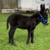 mini donkeys