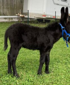 mini donkeys