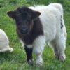 mini highland cow for sale
